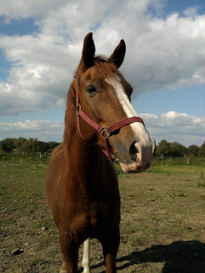  Kluboví kůň